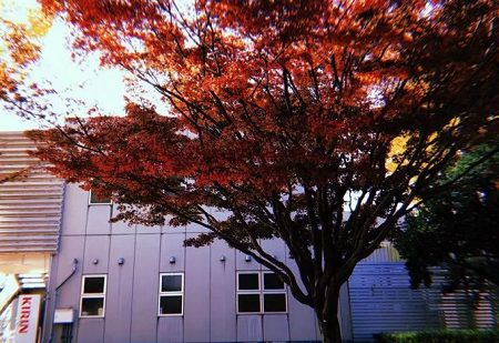 女子美术大学研究生申请条件_要求