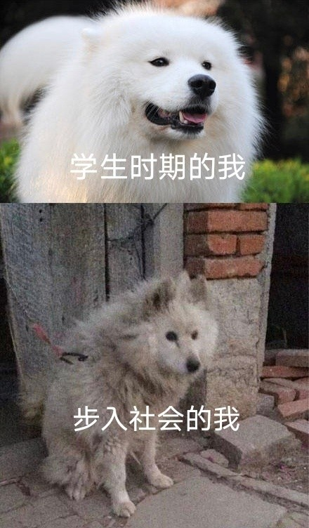 双非大三 绩点低 想去香港留学来得及吗？