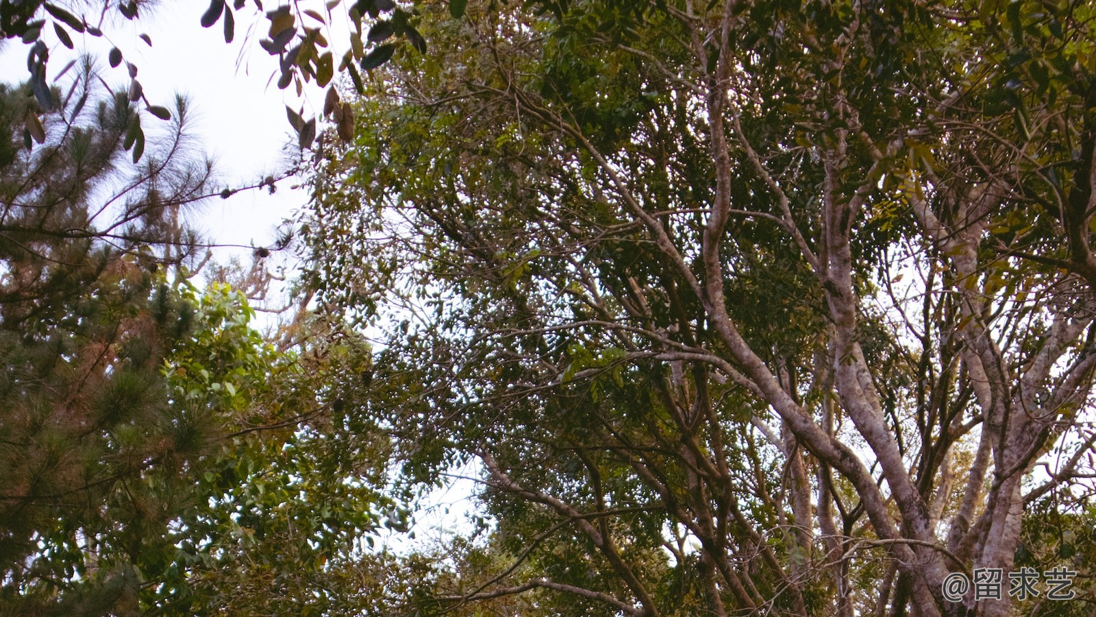 植物保护考研考什么学校好