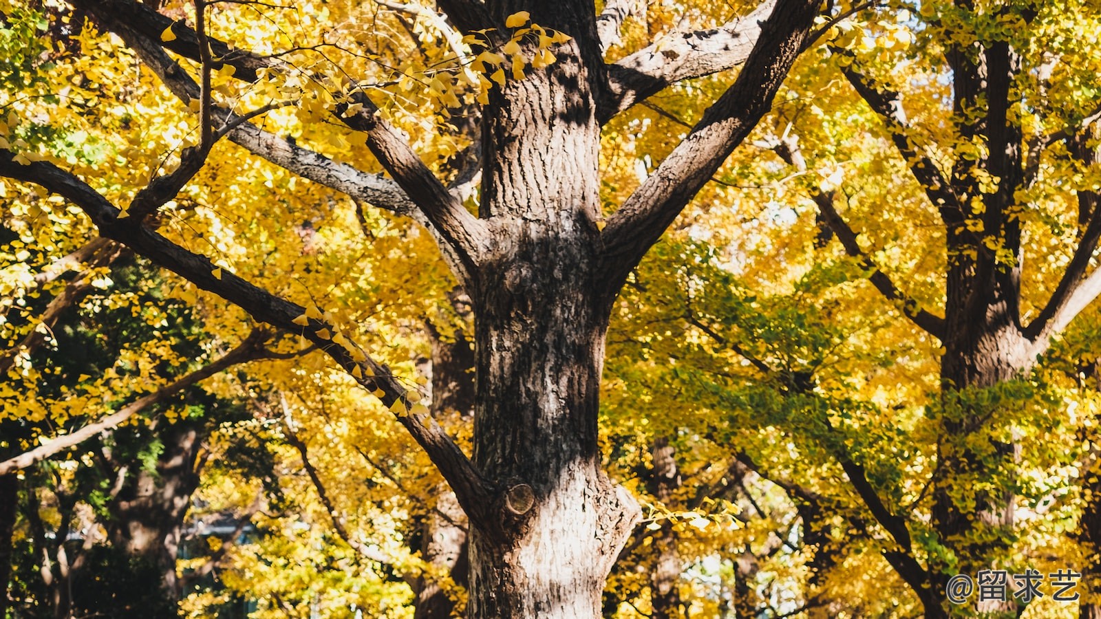 上海交通大学生物与医药专硕咋样