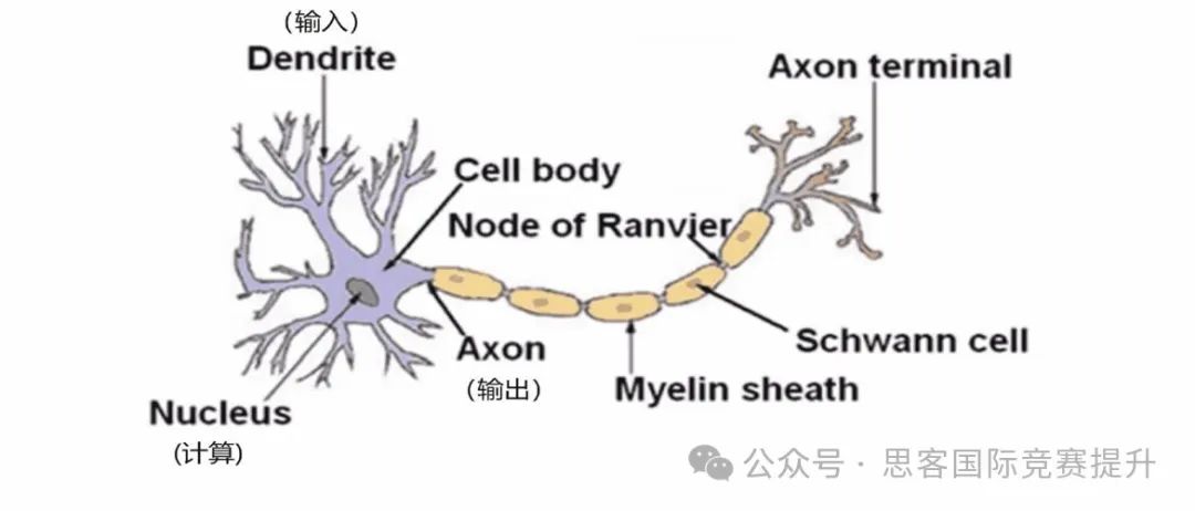 生物学小白可以参加USABO竞赛吗？USABO竞赛获奖到底“难不难”？