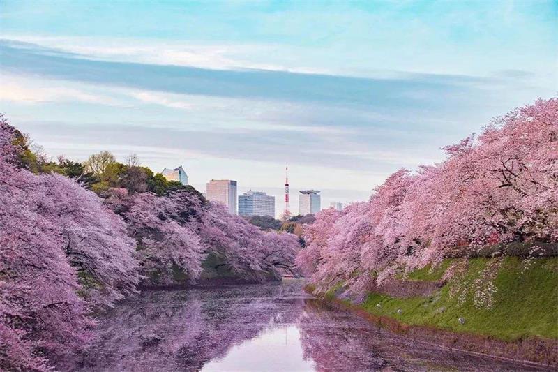 日本留学